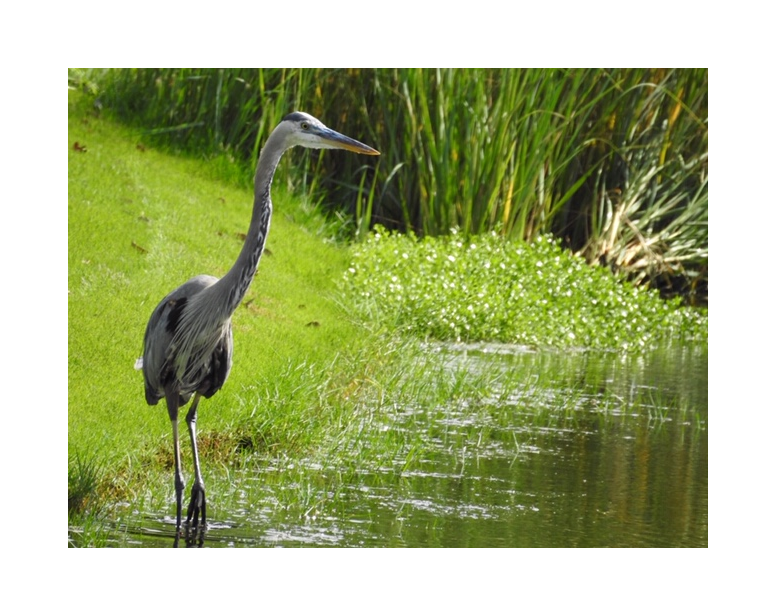 Kiawah Lagoons