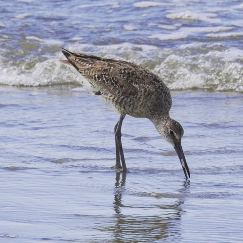 Shorebirds